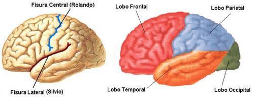Sistema Nervioso Central