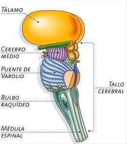 Sistema Nervioso Central