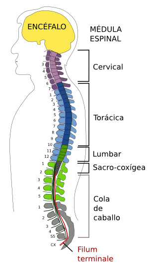 Sistema Nervioso Central