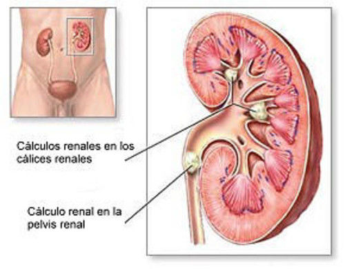 COMPOSICIÓN QUÍMICA, PROPIEDADES Y USOS DE LA ORTIGA