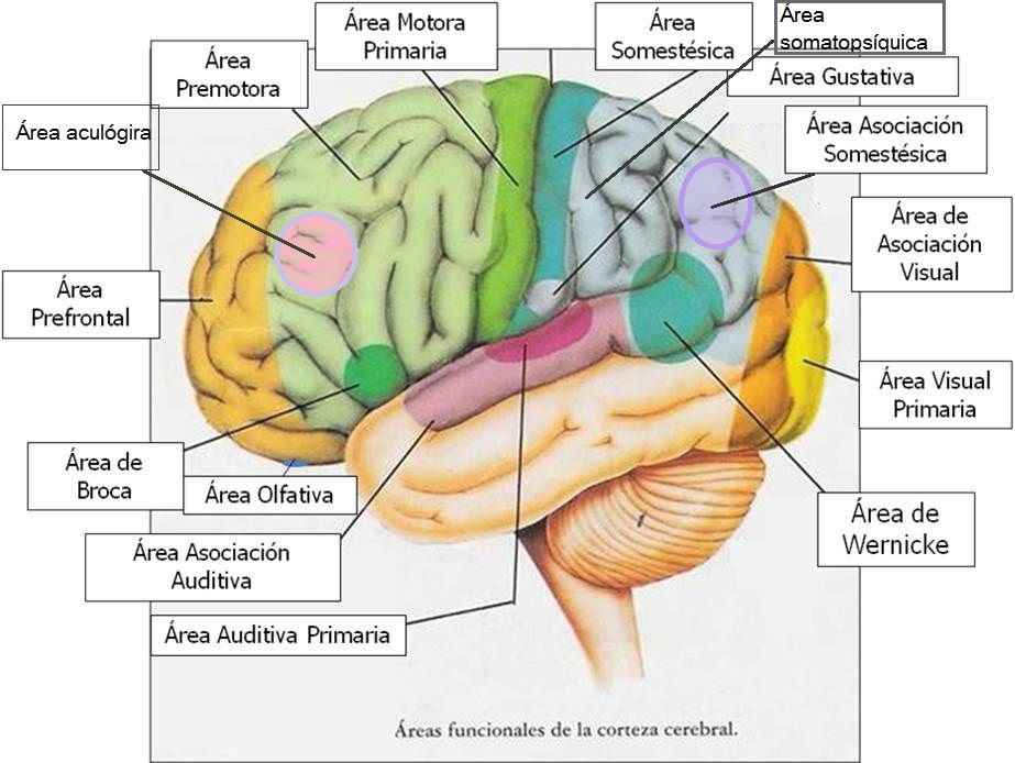 Áreas cerebrales
