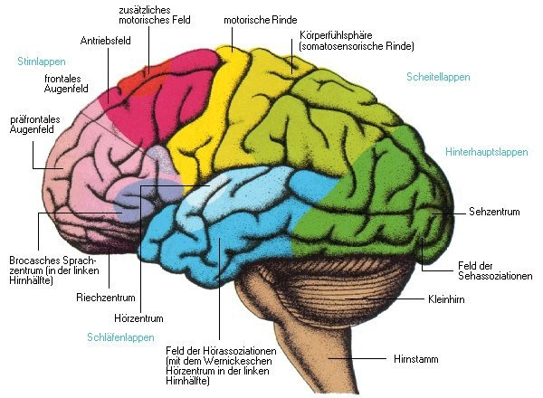 Anatomie/Physiologie/Pathophysiologie des Menschen