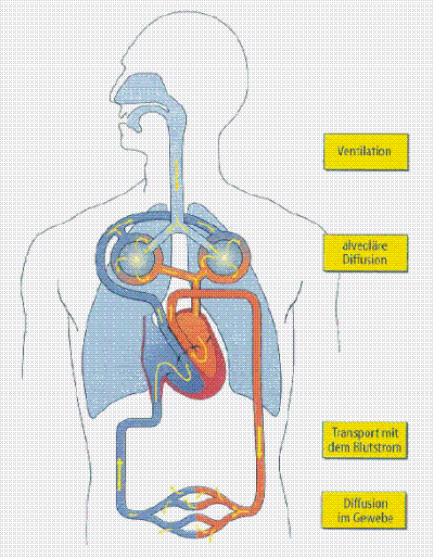 Anatomie/Physiologie/Pathophysiologie des Menschen