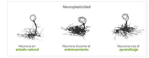 Plasticidad Cerebral