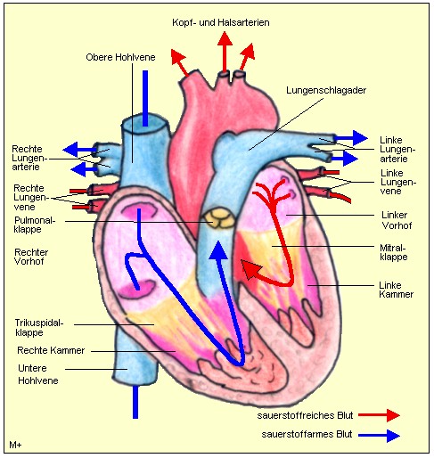 Anatomie/Physiologie/Pathophysiologie des Menschen