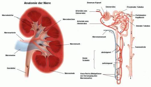 Anatomie/Physiologie/Pathophysiologie des Menschen