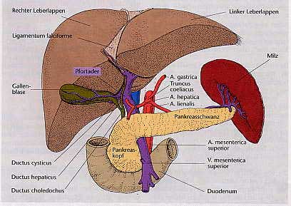 Anatomie/Physiologie/Pathophysiologie des Menschen