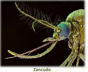 Métodos y Técnicas utilizadas en el estudio de la Célula