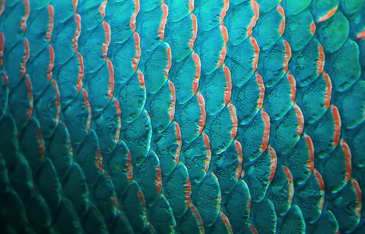 conozcamos los animales invertebrados