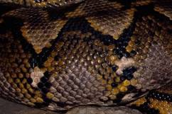 conozcamos los animales invertebrados