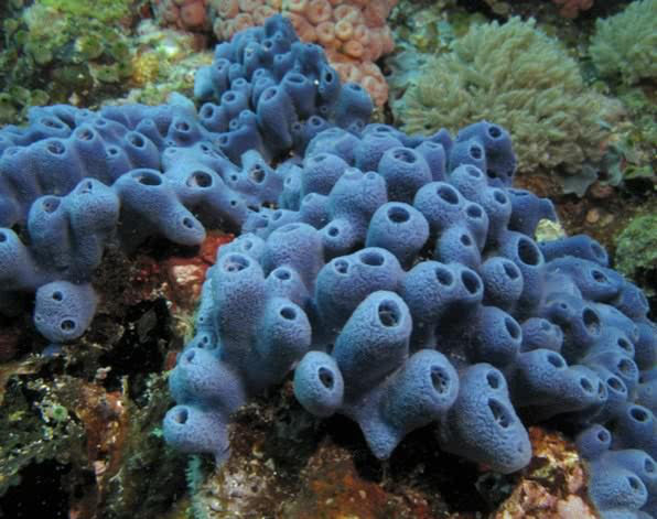poriferos