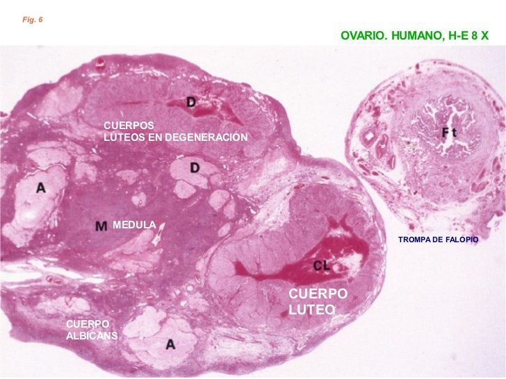 Aparato Reproductor Femenino