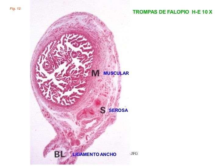 Aparato Reproductor Femenino