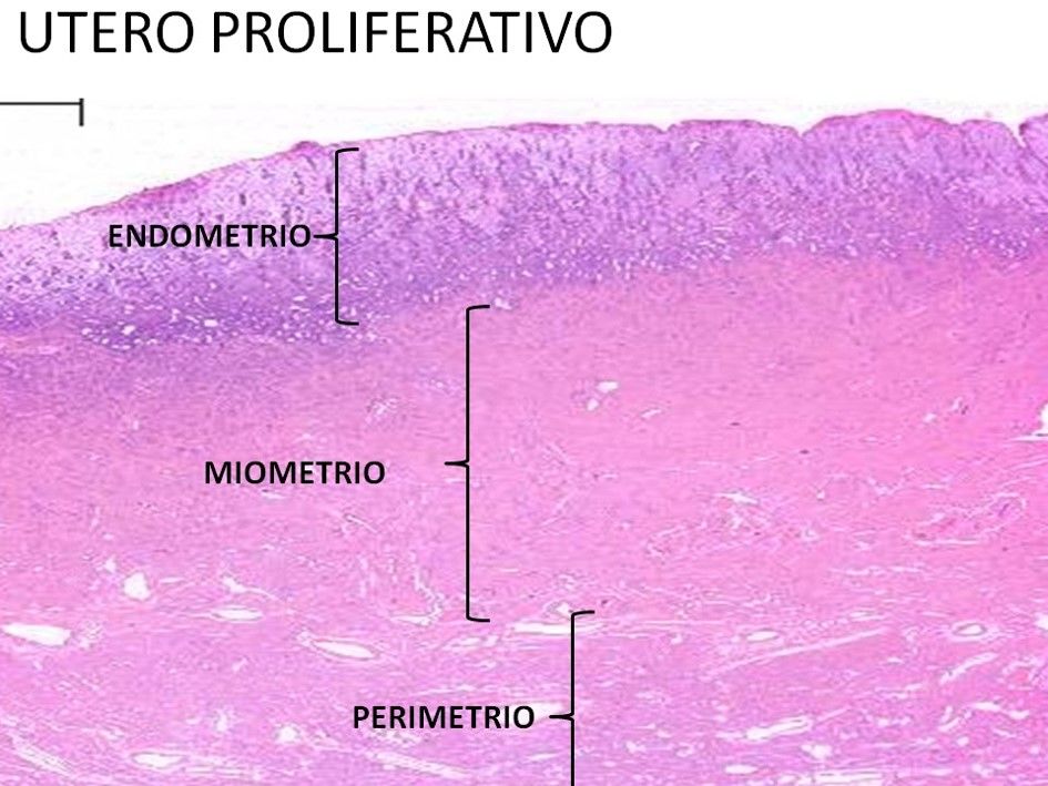 Aparato Reproductor Femenino