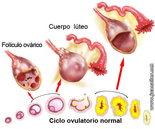 Aparato Reproductor Femenino