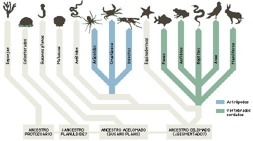la clasificación de los seres vivos