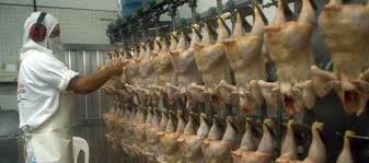 Pollo para consumo Humano