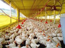 Pollo para consumo Humano