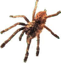 animales vertebrados e invertebrados
