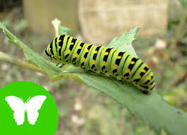 animales vertebrados e invertebrados