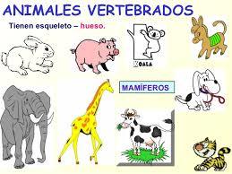 animales vertebrados e invertebrados