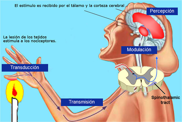 FISIOPATOLOGIA DEL DOLOR