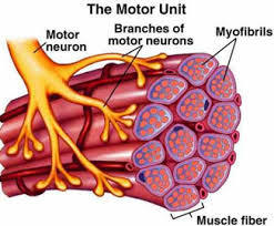 Unidad motora. Fuerza y potencia muscular