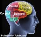 lobulos occipitales y temporales.