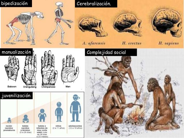 Bases Bio-Psico-Sociales del Comportamiento