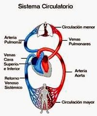 LA NUTRICIÓN II