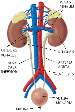 LA NUTRICIÓN II