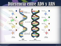 MACROMOLECULA,POLIMEROS Y MONOMEROS