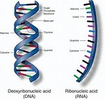 MACROMOLECULA,POLIMEROS Y MONOMEROS