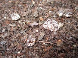MACROMOLECULA,POLIMEROS Y MONOMEROS