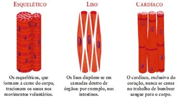 Sistema Muscular