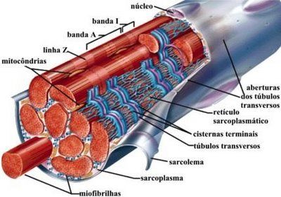 Sistema Muscular