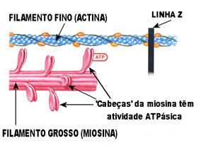Sistema Muscular