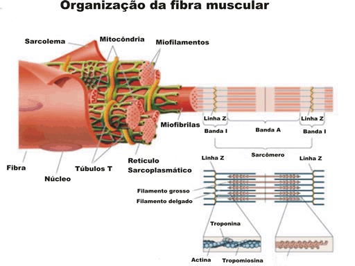 Sistema Muscular