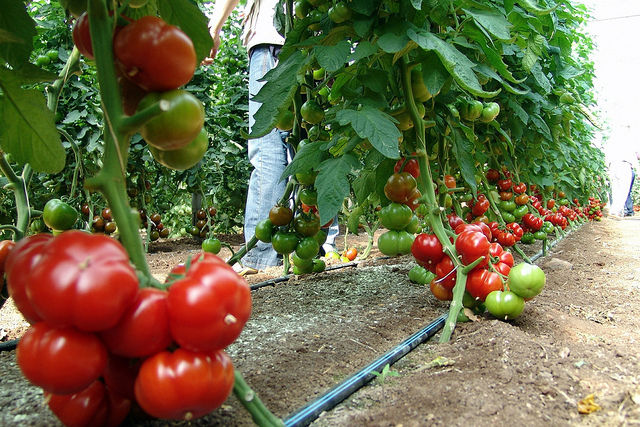 Procesamiento de Frutas y Hortalizas