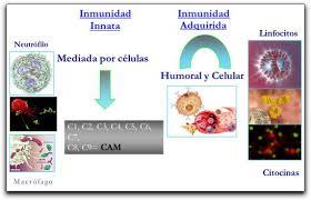 inmunologia