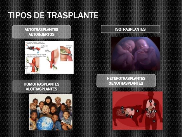 inmunologia