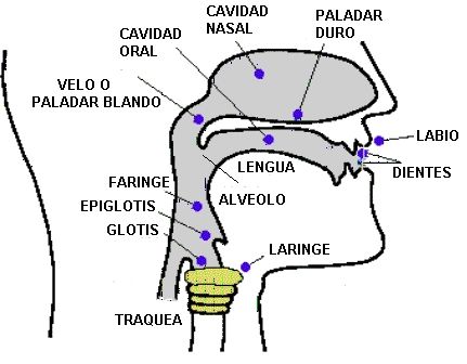 Índices ortológicos