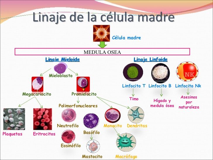 inmunologia