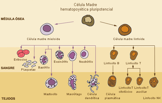 inmunologia