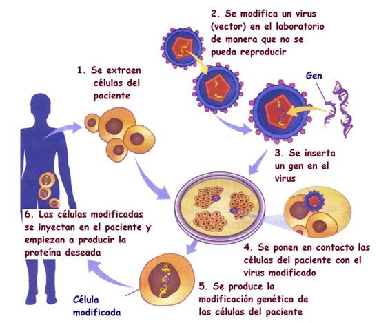 Ingenieria Genetica.