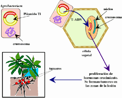 Ingenieria Genetica.