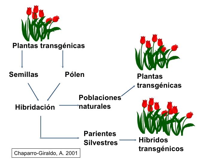Ingenieria Genetica.