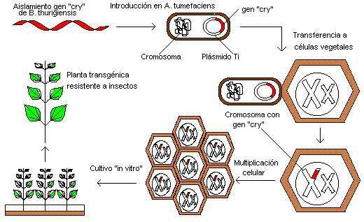 ingenieria genetica..