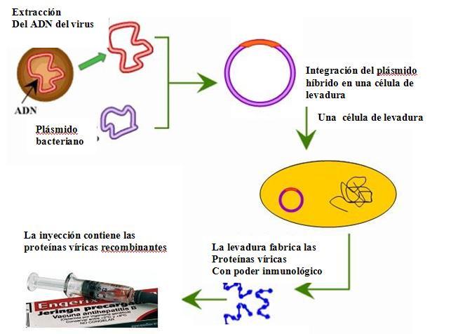 ingenieria genetica..