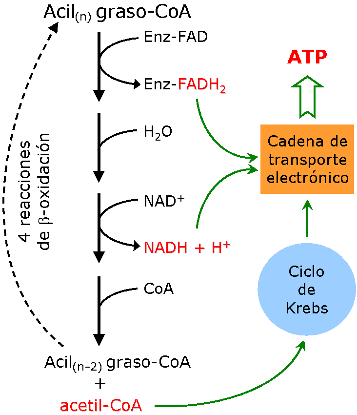 Metabolismo de la fibra muscular.Ejercicio aerobio y ejercicio anaerobio.Tipos de fibras musculares